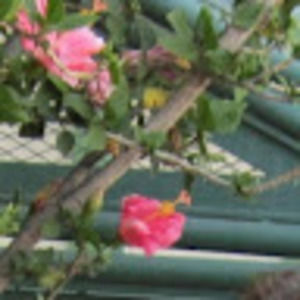 Meet your Posher, Cady